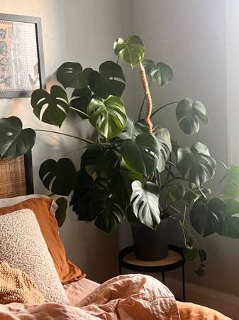 2br - Sublease
